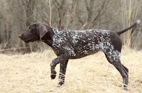 德國硬毛波音達怎么養(yǎng) 飼養(yǎng)注意事項方法