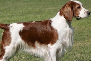 威爾士跳獵犬怎么美容 威爾士跳獵犬美容小技巧