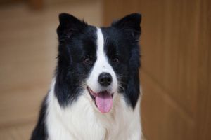 邊牧如何訓練飛盤