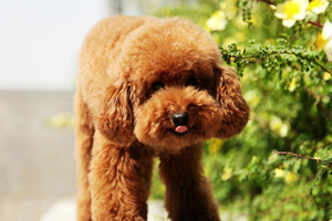 泰迪狗生狗狗怎么接生