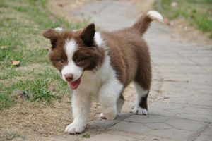 邊牧怎么訓練護主