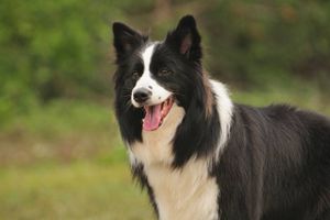 邊牧怎么訓練跟從