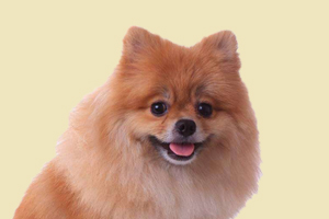 博美發(fā)情期多長時間