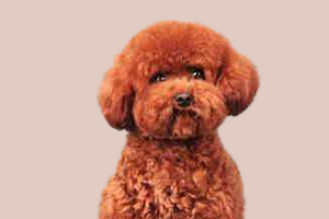 貴賓發(fā)情期在什么時(shí)候