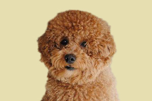 怎么教泰迪持久的站立