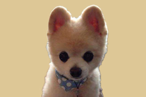 怎么讓博美不叫