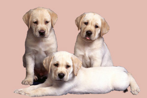 拉布拉多怎么養才聽話