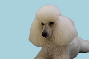 貴賓發(fā)情期多長時(shí)間