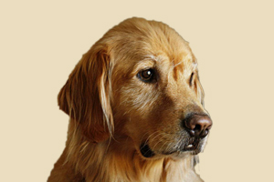 如何讓金毛聽(tīng)話