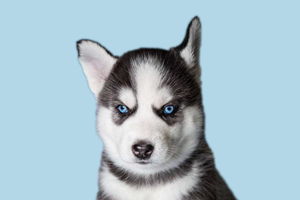 怎么讓哈士奇認可主人