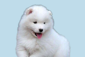 薩摩耶晚上一直叫怎么辦