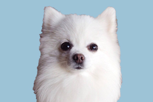 博美犬發(fā)情期多長時間