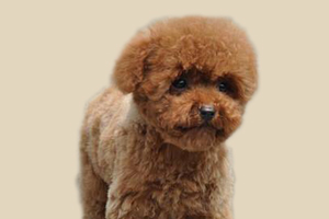 怎樣教泰迪狗算算數(shù)