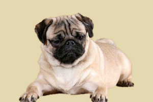 巴哥犬如何預防皮膚病