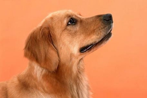 金毛很調(diào)皮怎么辦