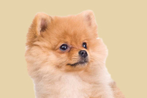 博美發(fā)情期特征是什么