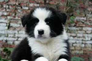 邊牧怎么教它上廁所