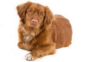 新斯科舍獵鴨尋獵犬怎么養 新斯科舍獵鴨尋獵犬飼養心得