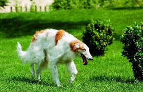 蘇俄獵狼犬每天吃多少 蘇俄獵狼犬食量介紹