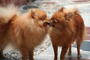 狗結石的癥狀有哪些