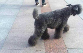 凱利藍梗吃什么補鈣 凱利藍梗補鈣食品推薦