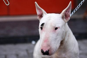 牛頭梗怎么訓(xùn)練握手