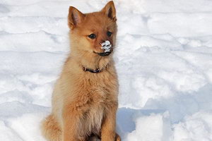 芬蘭波美拉尼亞絲毛狗怎么養方法介紹