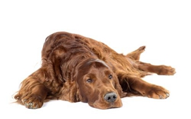 愛爾蘭雪達犬性格怎么樣 愛爾蘭雪達犬性格介紹