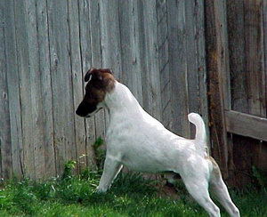 短毛獵狐梗吃什么狗糧好 短毛獵狐梗狗糧選擇技巧