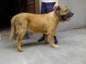 蘭波格犬怎么洗澡 蘭波格犬洗澡流程