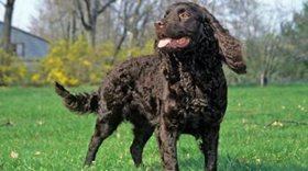 美國水獵犬毛發怎么修剪 大型美國水獵犬修剪方法