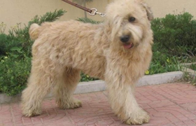 愛爾蘭軟毛梗怎么護毛 愛爾蘭軟毛梗毛發護理方法