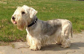 捷克梗怎么養 捷克梗飼養方式