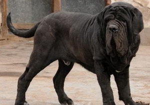 扭玻利頓犬吃什么好 扭玻利頓犬狗糧選擇推薦