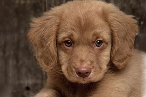 新斯科舍獵鴨尋獵犬幼犬怎么養 獵鴨尋獵犬幼犬照顧方法