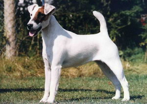 短毛獵狐梗怎么美容 短毛獵狐梗美容方法