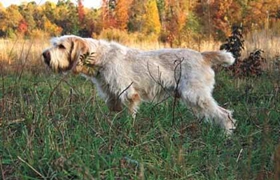 史畢諾犬不能吃什么 史畢諾犬禁忌食物介紹