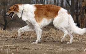 蘇俄獵狼犬不能吃什么 蘇俄獵狼犬禁忌食物介紹