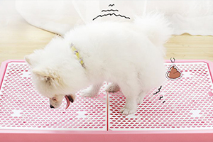 薩摩耶幼犬怎么訓練大小便