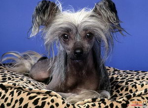 冠毛犬怎么養(yǎng) 中國冠毛犬飼養(yǎng)方法