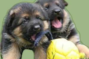 德牧怎么訓練不咬人