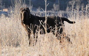 扭玻利頓犬忠誠嗎 扭玻利頓犬會不會咬主人