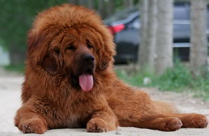 藏獒牙周炎怎么辦 藏獒牙周炎吃什么藥