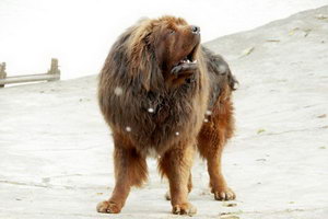 藏獒白內障癥狀有哪些 藏獒白內障治療方法