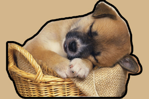 怎么訓練狗狗睡狗窩