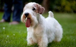 錫利哈姆梗感冒怎么治療 錫利哈姆梗感冒護理方法