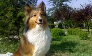 喜樂蒂怎么清理耳朵 喜樂蒂牧羊犬耳朵清理方法