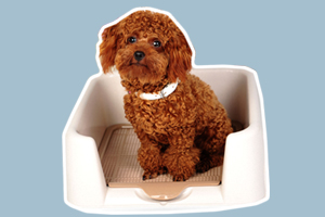 泰迪狗訓(xùn)練大小便方法