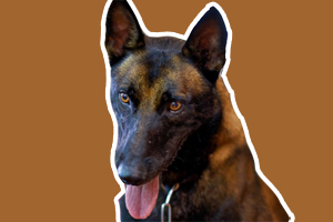 馬犬怎么訓練叫