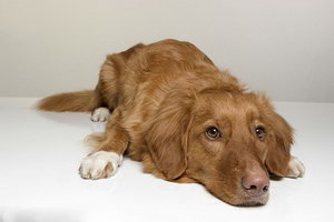 新斯科舍獵鴨尋獵犬什么時候驅蟲最好